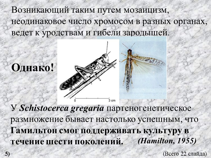 У Schistocerca gregaria партеногенетическое размножение бывает настолько успешным, что Гамильтон смог поддерживать культуру в